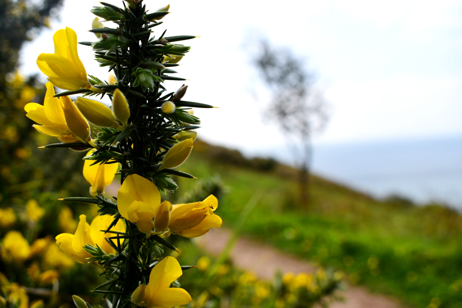 gorse on the South West Coast Path